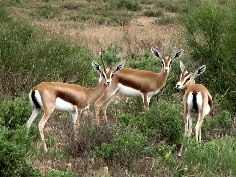 Agadir: Sous Massa National Park Desert Safari Tour & Lunch - Water Dam Views: Anti-Atlas Mountains From Yusuf Ibnu Tachafin