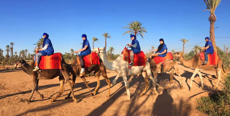 Agadir/Taghazout: Camel Ride with Tea Drink and Transfers - Getting on the camel: what to expect and what to bring