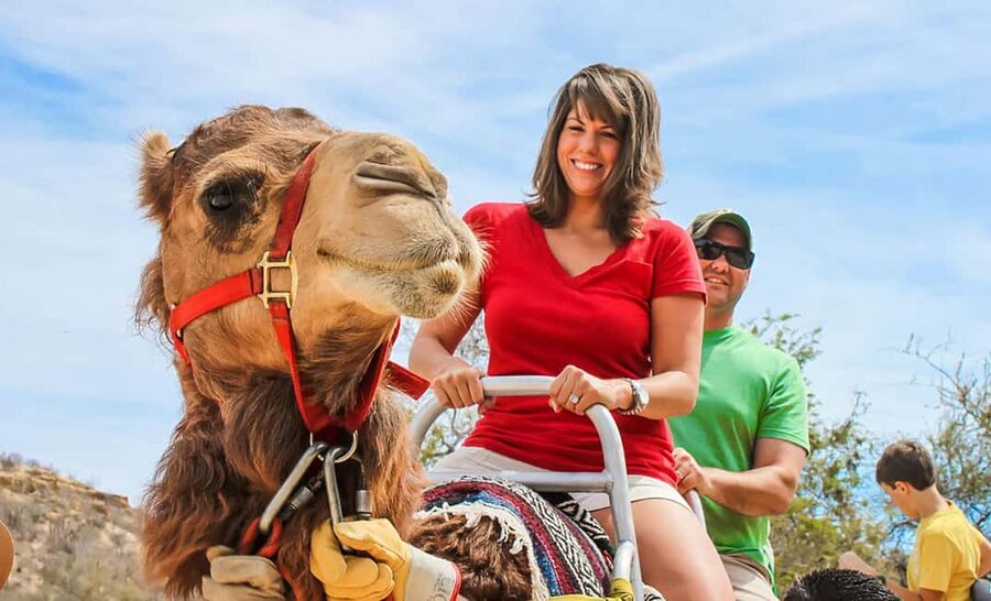 Agadir/Taghazout: Camel Rides with Tea Drink and Transfers - Key Things To Know Before You Go