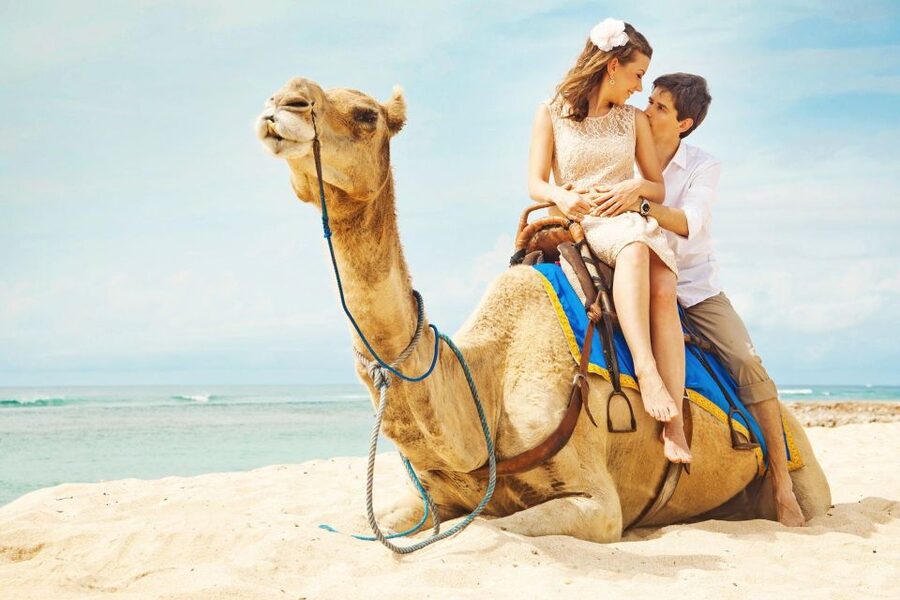 Agadir/Taghazout: Camel Rides with Tea Drink and Transfers - Scenery Routes: River, Sea Bed, Beach, and Flamingo Chances