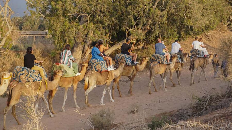 Agadir/Taghazout: Camel Rides with Tea Drink and Transfers - Mint Tea, Biscuits, and Photo Moments That Make It Feel Complete