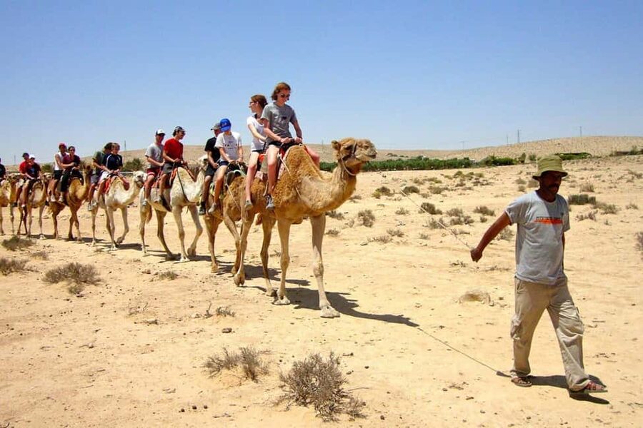 Agadir/Taghazout: Camel Rides with Tea Drink and Transfers - Safety and Animal Welfare: What You Can Infer, and What to Watch
