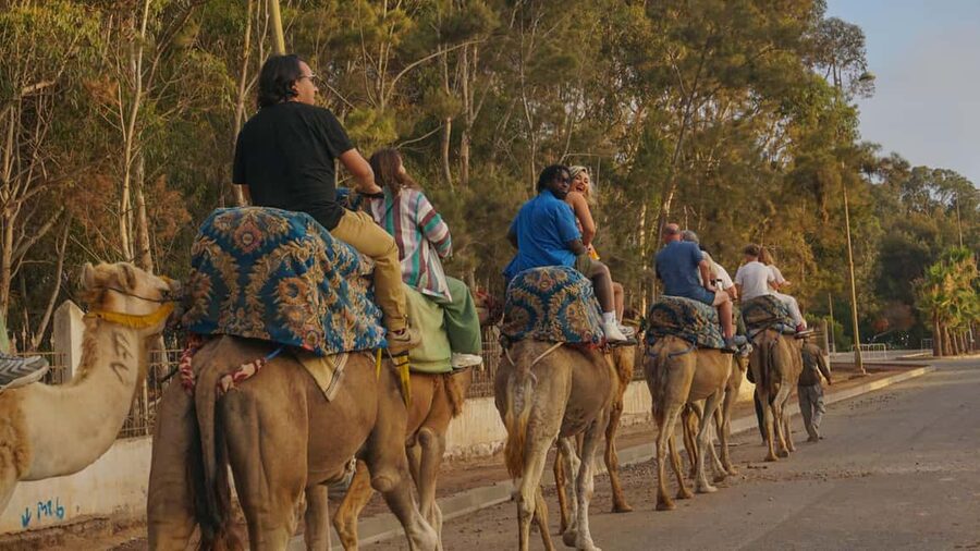Agadir/Taghazout: Camel Rides with Tea Drink and Transfers - Hotel Pickup, Transfers, and the Timing You Should Expect