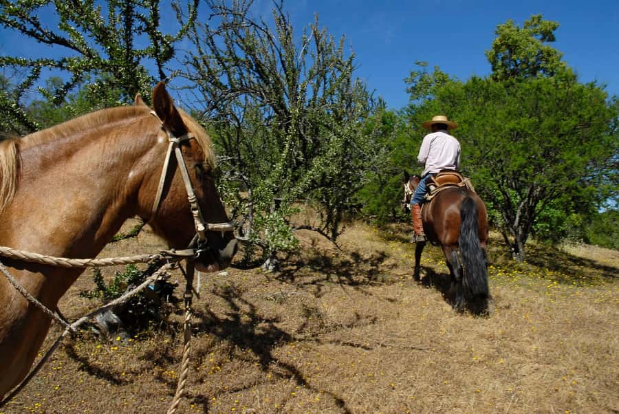 Agadir/Taghazout: Horse Rides Experience With Transfers - The Horses, the Pace, and the Realistic Riding Experience
