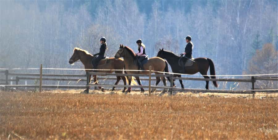 Agadir/Taghazout: Horse Rides Experience With Transfers - Your Live Guide in English, French, and Arabic