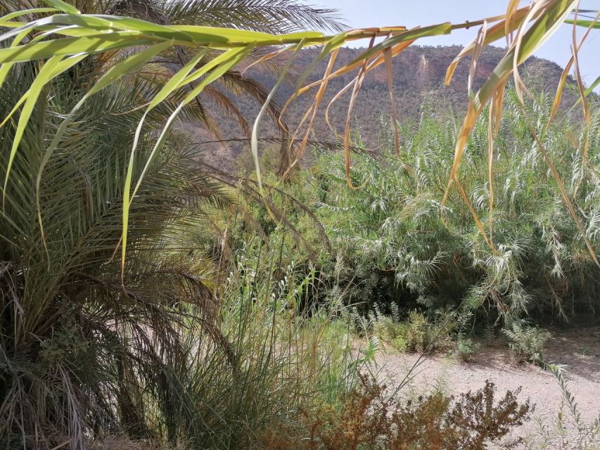 Agadir/Taghazout : Paradise Valley & Sandboarding with Lunch - Who should book, and who should skip this one