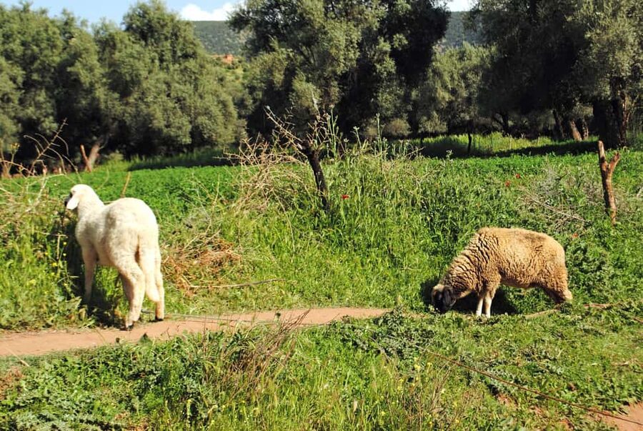 Agadir/Taghazout: Paradise Valley Tour to Atlas Mountains - Tips to plan your day so you enjoy it fully