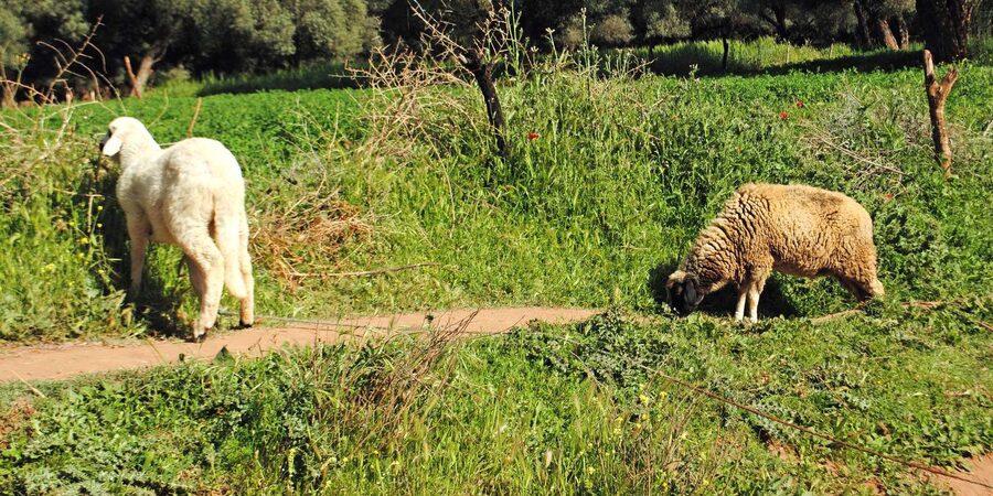 Agadir/Taghazout: Paradise Valley Tour to Atlas Mountains - Paradise Valley time for hiking, relaxing, and exploring