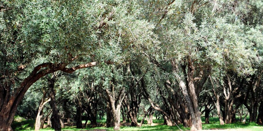 Agadir/Taghazout: Paradise Valley Tour to Atlas Mountains - Women’s Argan Oil Center: shop with purpose