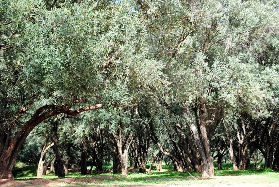 Agadir/Taghazout: Paradise Valley Tour to Atlas Mountains - What I think makes this tour great value at $21