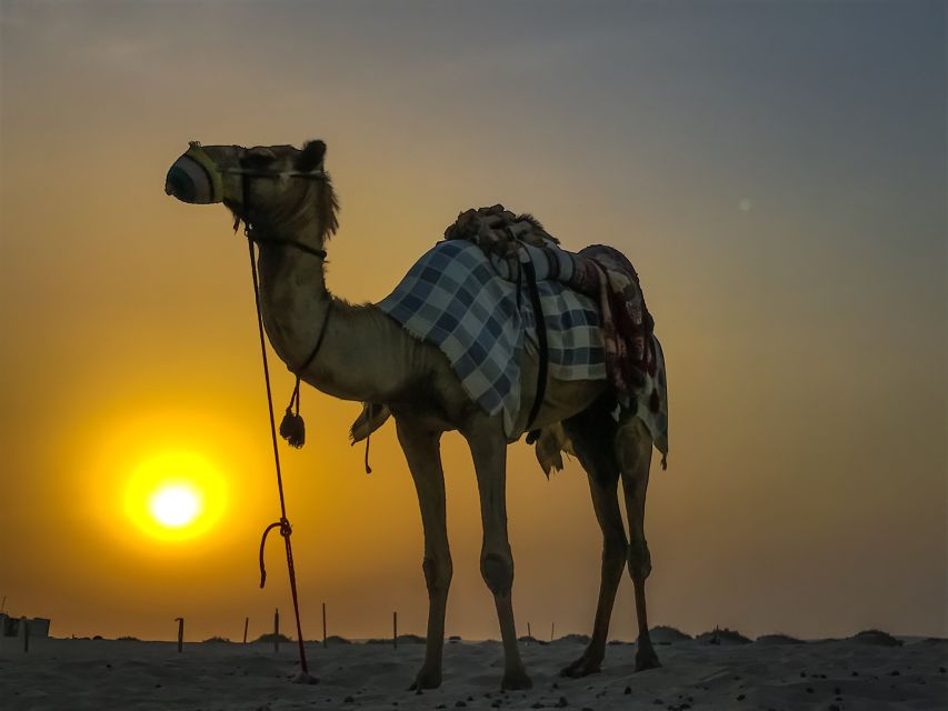 Agadir/Taghazout/Port: Camel Ride Tea & BBQ Option - Key things I’d zero in on