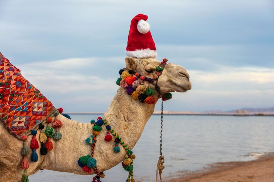 Agadir/Taghazout/Port: Camel Ride Tea & BBQ Option - Photos and Tips: Getting Great Shots Without Feeling Rushed