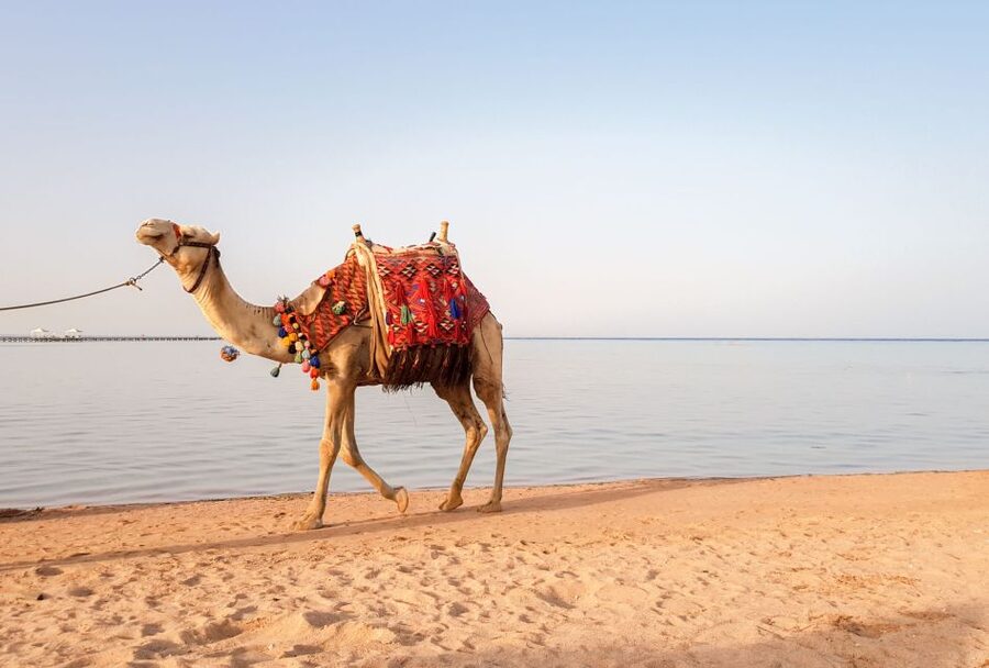 Agadir/Taghazout/Port: Camel Ride Tea & BBQ Option - FAQ