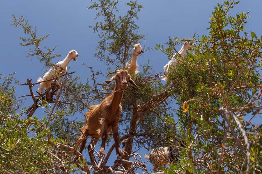 Agadir: Taroudant Oasis and Tiout Day Trip with Lunch Option - Who this day trip suits best