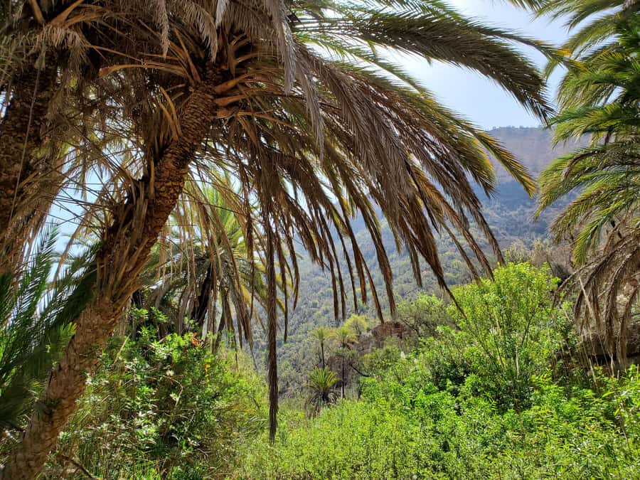 Agadir: Timlaline Desert and Paradise Valley with Camel Ride - Alma Botanical Garden and the Argan Oil Lesson You Can Actually Use