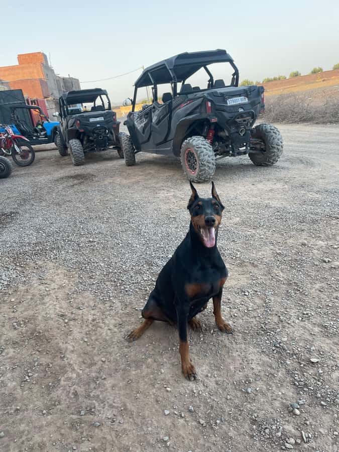 Agafay Desert 4-Seater Buggy Experience | Family & Premium - Who Should Book This Agafay 4-Seater Buggy Tour