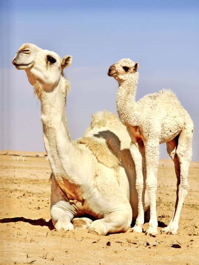 Agafay Desert & Atlas Mountain & Camel Ride Day Trip & Lunch - Atlas Mountain Berber Villages: Amazigh Culture Up Close