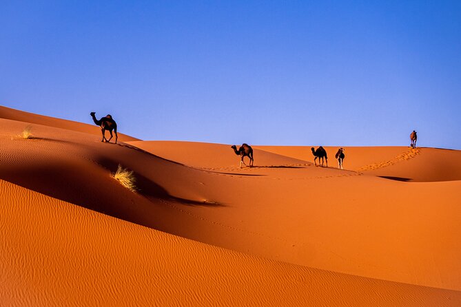 Agafay Desert Camel riding with sunset and dinner and berber show - Price and logistics: why this feels like good value at $23.23
