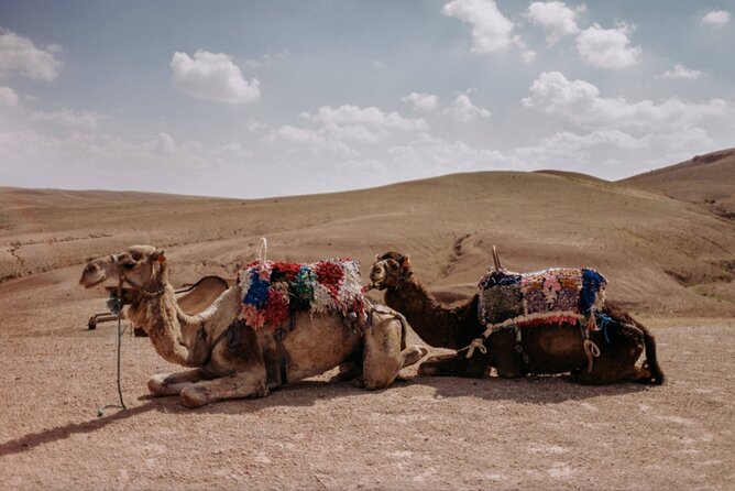 Agafay desert Family Package: Quad Bike & Camel Ride, Dinner Show - Camel ride hour: calm pacing, and a nice surprise