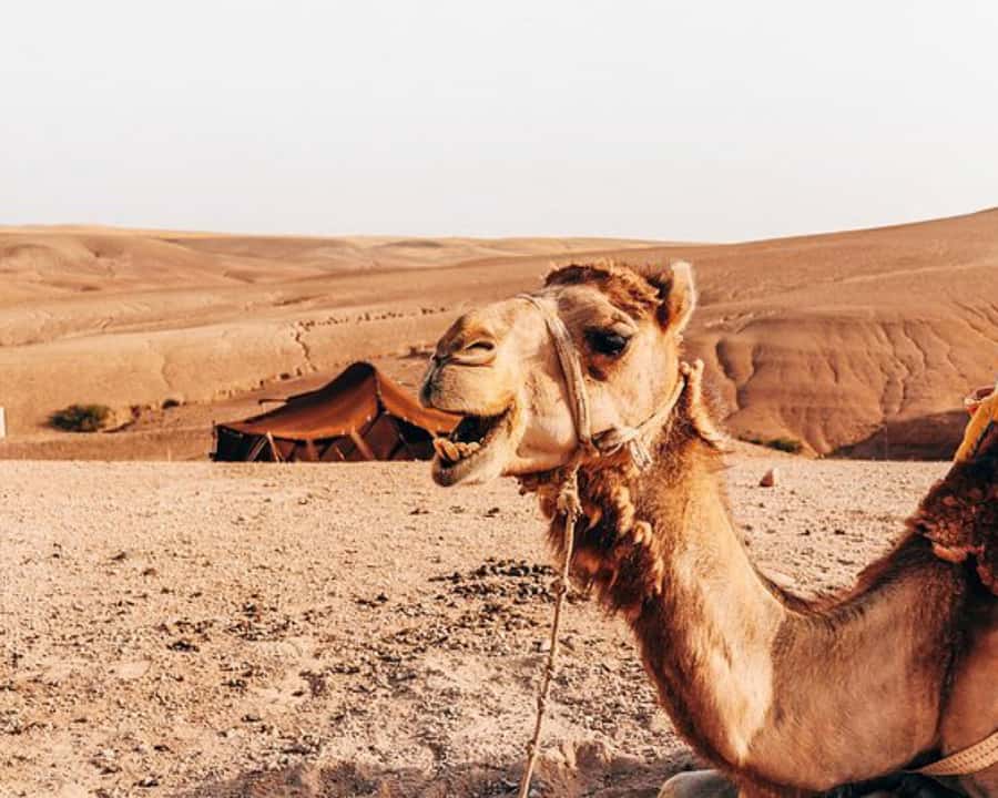 Agafay Desert: Magical Half-Day Lunch with Pool Swim - Moroccan Lunch by the Pool: What You’ll Actually Remember