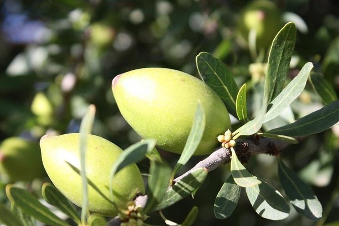 Argan Forest, tea time at a Berbers family & Visit of an Argan cooperative. - Argan Forest Walking Tour, Essaouira’s Signature Trees in Real Life