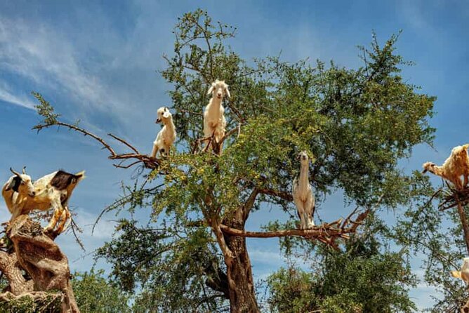 Argan Tree-Climbing Goats Morning Tour From Agadir - Key Points to Know Before You Go