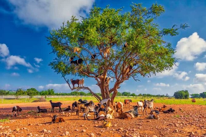 Argan Tree-Climbing Goats Morning Tour From Agadir - Goats in Argan Trees, Just 15km From Agadir