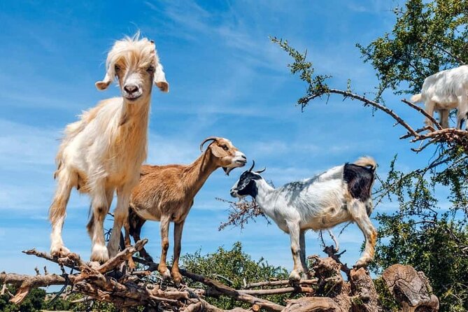 Argan Tree-Climbing Goats Morning Tour From Agadir - Stop 1 Tamait Izder, The Tree-Climbing Goat Experience