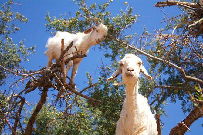 Argan Tree-Climbing Goats Morning Tour From Agadir - Guide, Group Size, and Getting Around Comfortably