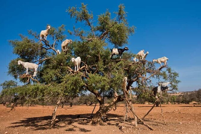Argan Tree-Climbing Goats Morning Tour From Agadir - Price and Value for $20, What You Get for the Money