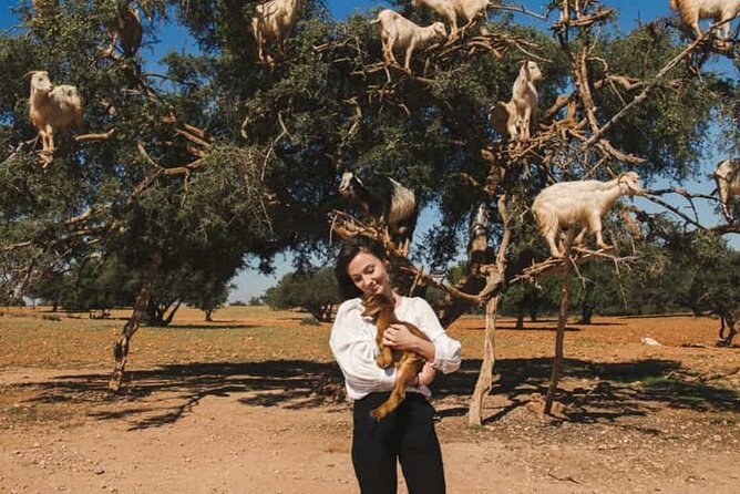 Argan Tree-Climbing Goats Morning Tour From Agadir - Pickup and Timing: 9:00 AM to Around 11:30 AM