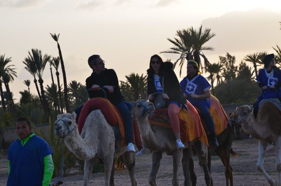Around Marrakech: Camel Ride in Palm Groves including Tea - Who this camel ride is best for