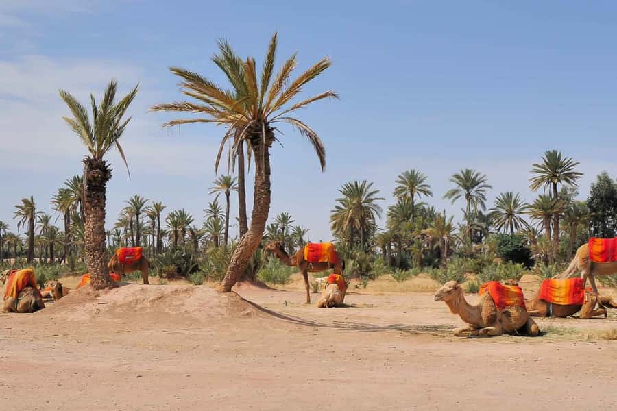 Around Marrakech: Camel Ride in Palm Groves including Tea - Tea break: mint tea, a pause for photos, and small souvenirs