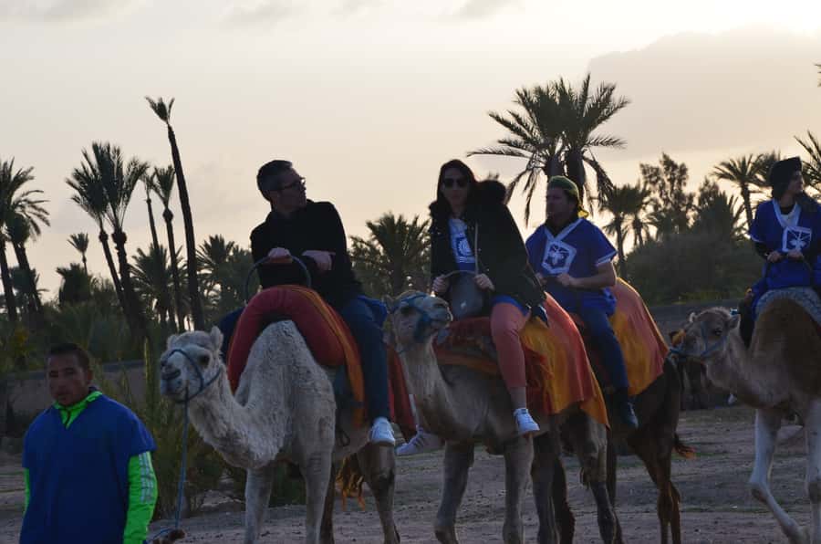Around Marrakech: Camel Ride in Palm Groves including Tea - Optional quad bike: more thrill, same general area