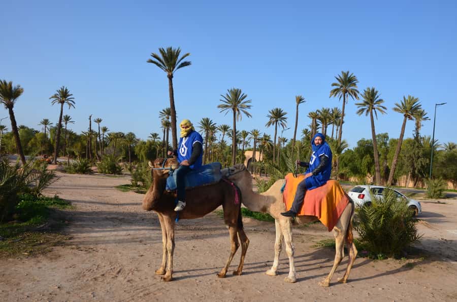 Around Marrakech: Camel Ride in Palm Groves including Tea - Price and value: what $47 gets you, and what it does not