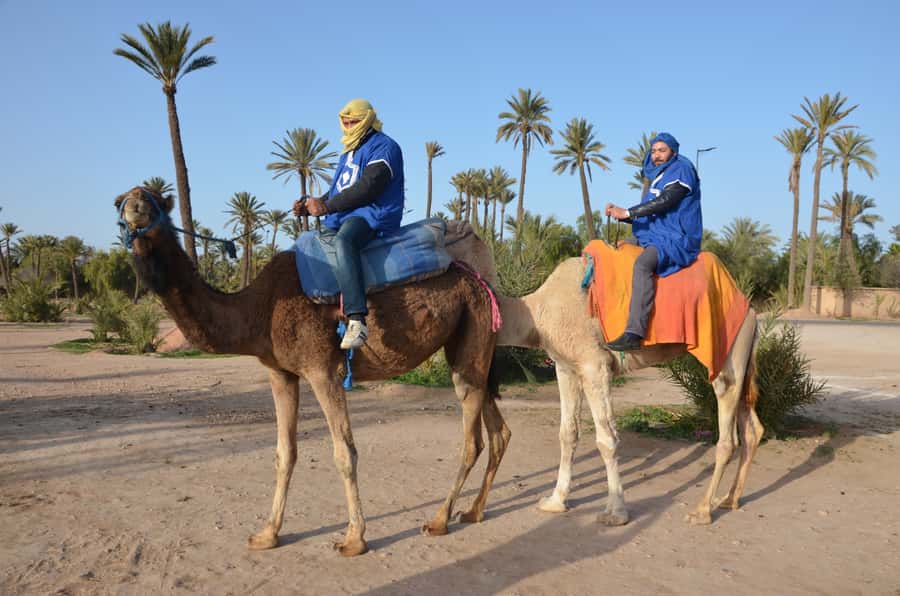 Around Marrakech: Camel Ride in Palm Groves including Tea - Safety, animals, and the convoy reality