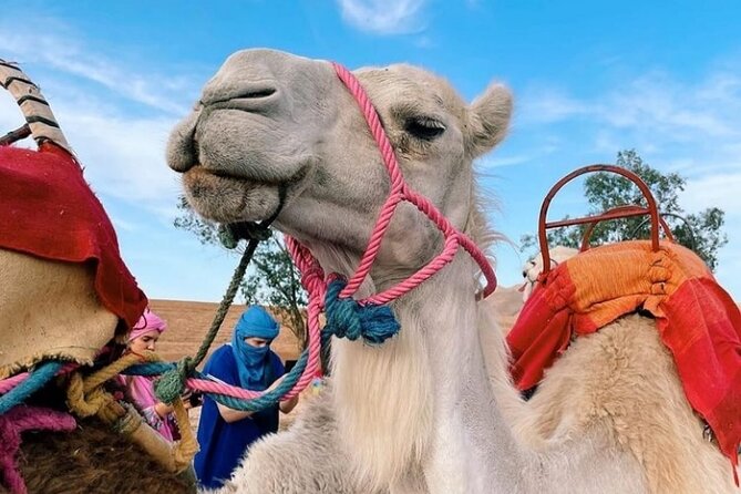 Atlas Bound: Marrakech's 5 Valleys Expedition - Leaving Marrakech Through the Moulay Brahim Gorges (09:00 Start)