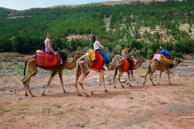 Atlas Mountain From Marrakech - Getting Around: Transport, Group Size, and Comfort on the Road