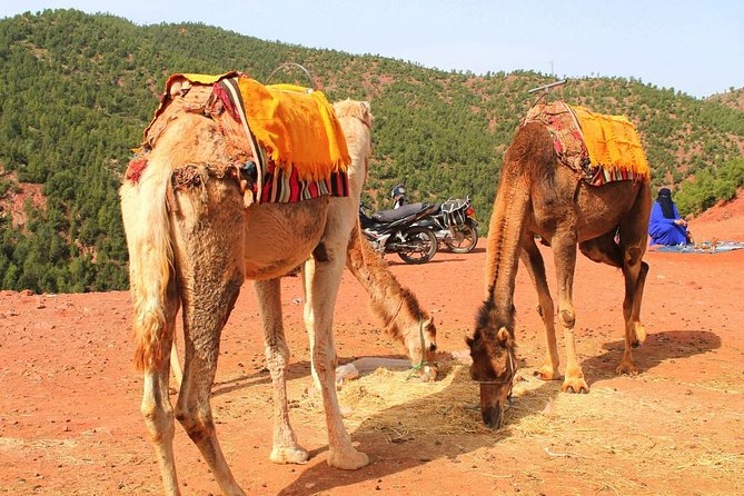 Atlas Mountains and 3 Valleys from Marrakech including Camel Ride - Price and value for a full day of guided culture
