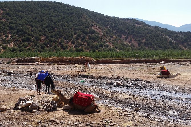 Atlas Mountains and Camel ride Day trip, from Marrakech - Lunch With Locals: Why This Break Is More Than a Meal