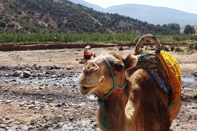 Atlas Mountains and Camel ride Day trip, from Marrakech - Markets on Saturdays and Tuesdays: A Useful Optional Flavor