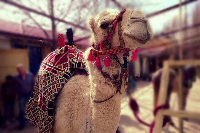 Atlas Mountains and Three Valleys & Waterfalls - Villages Marrakech Day Trip - 9:00 am pickup, then out of the city fast