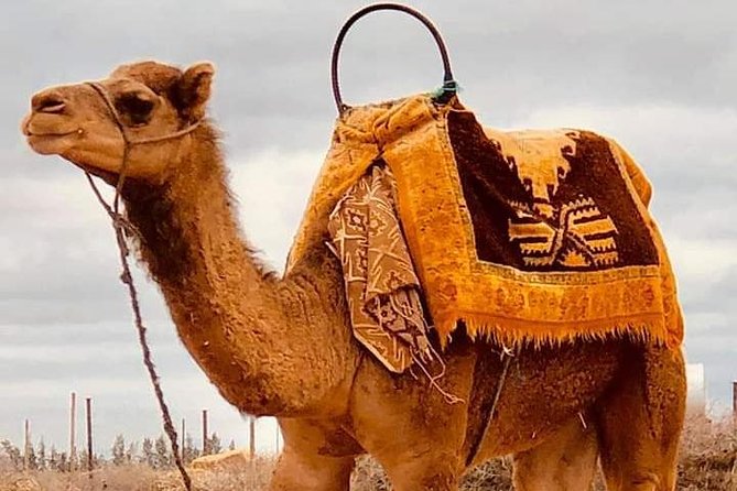 Atlas Mountains and Three Valleys & Waterfalls with Camel ride Guided Day Trip - Camel Safari Time, Including the Costume Fun
