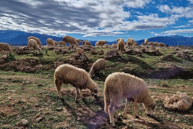 Atlas Mountains & Berber Villages & Waterfalls & Camel Ride Trip - Imlil Valley and Berber Village Walking: The Part That Feels Real