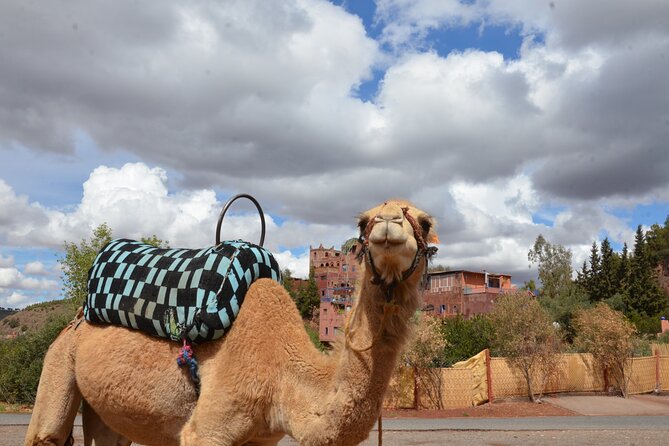 Atlas Mountains day Trips and berbers villages - Your Guide Names Matter: Saïd, Jawad Mazik, Djamel, Hassan, Lahcen