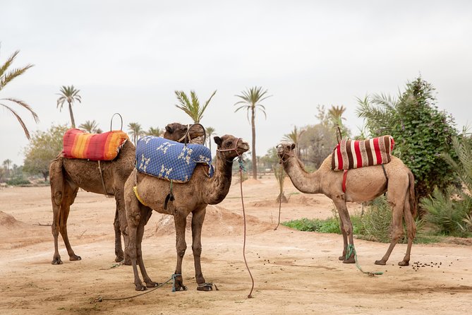 Atlas Mountains Hot Air Balloon Ride from Marrakech with Berber Breakfast and Desert Camel Experience - Price and value: what $164.52 includes, and where it can feel tight