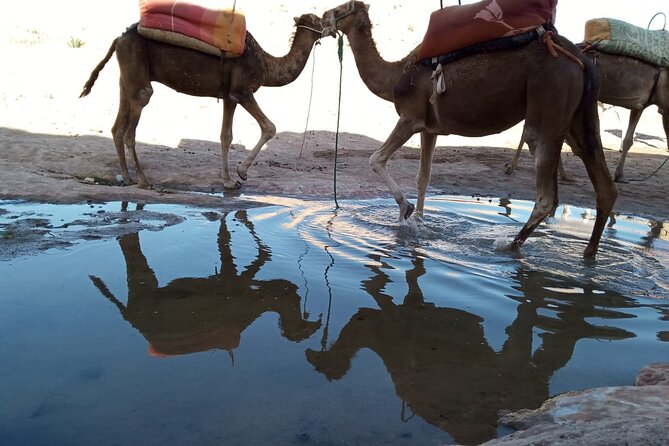 Atlas Mountains ourika valley Guided Tour - Key things I’d zero in on