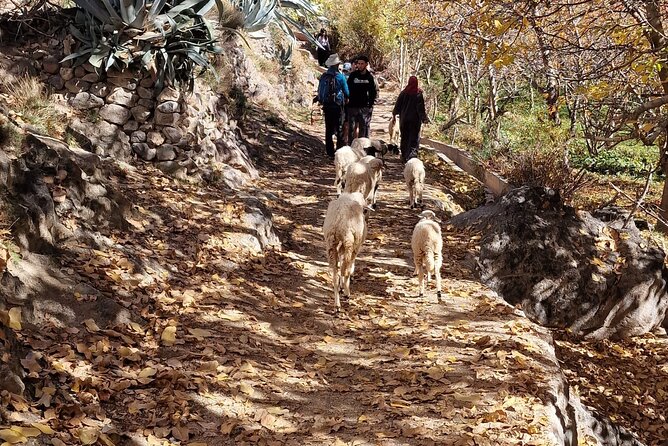 Atlas Mountains Three Valley and Berber Villages & Watterffalls Day Tour - Berber villages and mountain life: what you’ll notice