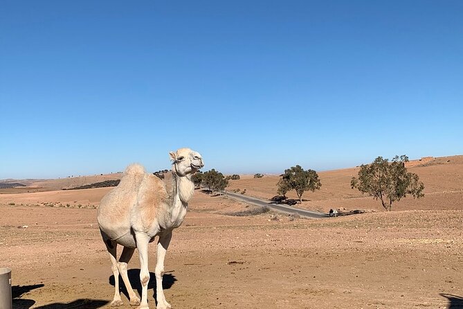 Atlas Mountains Tour & three valleys with camel ride - Pickup and your first drive stops: Marrakech, Tahnaout, Asni