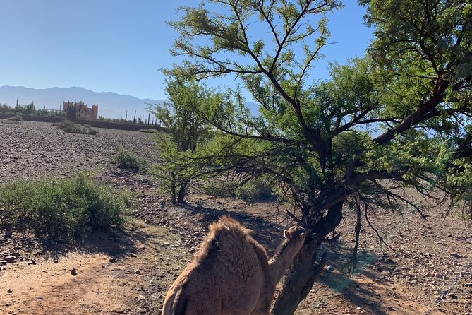 Atlas Mountains Tour & three valleys with camel ride - Lunch at the guide’s home: why this is the emotional core